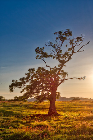 Scottish Highlands Tree-4622